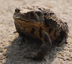 жаба кетайская.JPG