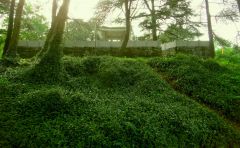 какое все зеленое.JPG