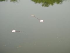 рыбы дохуя.JPG