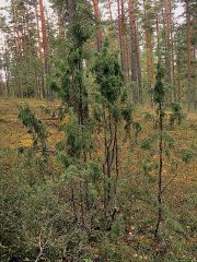 Можжевельник