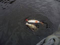 БаблПоп Ривертусишный