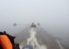 ежики в тумане