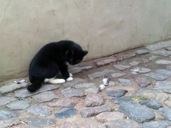 Рижский котэ