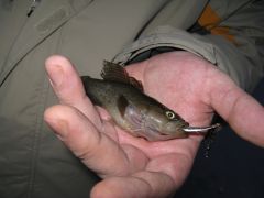 серебрянка