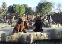 Три испанско-русских медведя