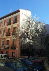 Во всю цветет миндаль