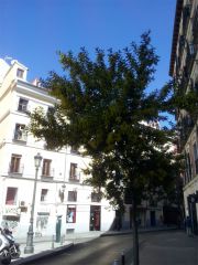 А еще цвет мимоза