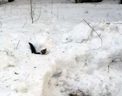 Котэ на базе Нахимовская