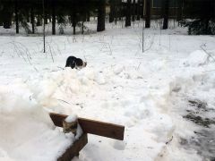 Котэ на базе Нахимовская