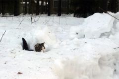 Котэ на базе Нахимовская