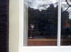 Толстый котэ за окошком