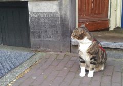 Котэ на прогулке в Амстердаме