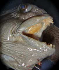 зубаткино еблище.jpg