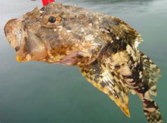 страшный зверь ерш.jpg