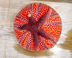 хрень загадочная.jpg