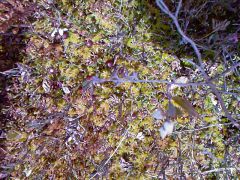 Клюква пошла.10.05.