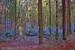 С прогулок 1