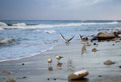 Калининградская обл. Зеленоградск 2