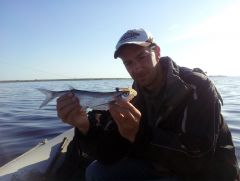 Поповцев с чехонью