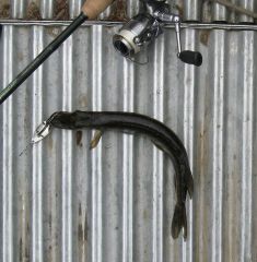 лшето2012 006.jpg