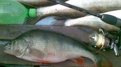 Окунь - хуекунь.jpg