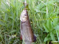 16.06. За полкило. Отпущен.