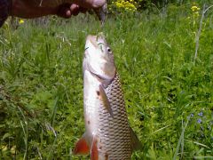 июнь 2012.Оредеж.