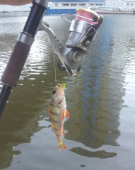 Окунек, пойманный  21 июля в обеденный перерыв а Москве-реке
