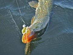 Рыбалки лето 2012