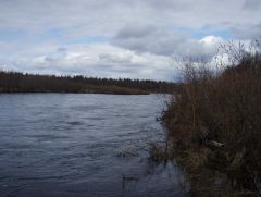 Resize of Кица.JPG