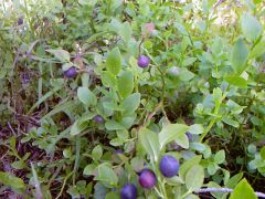 выборгское направл. ничего. кроме пустых бутылок и...