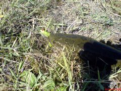 На спиннербейт