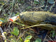 Сальмовский поппер