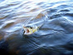 Деликатес для кумжи.JPG