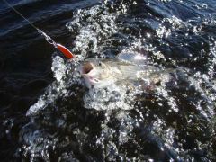 Лапландия 2012