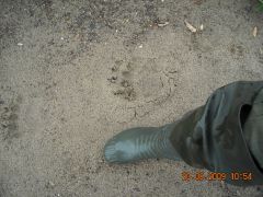 р. Большой Томан