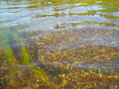 р. Большой Томан