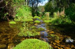 Одна из тиманских рек