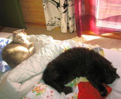 Балу и гриша