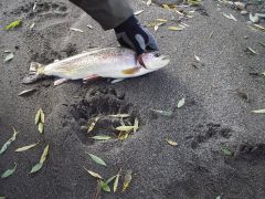 Норвегия и не только