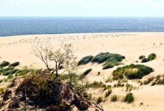 Куршская коса