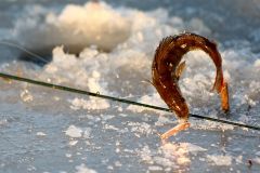 Ладожский гусь