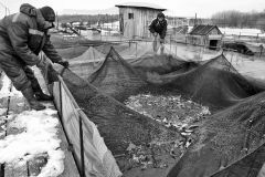 Рыбное хозяйство