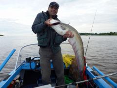 сомик на савамуру