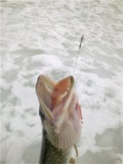 Вкусная RAPALA