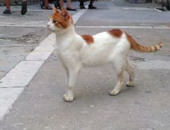 Грациозный котэ