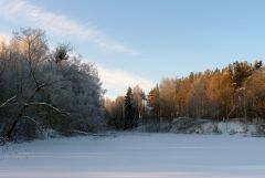 Деревья в инее