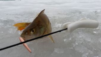 Окунек  и блесенка и удочка. Рыбалка 19 декабря 2015 г