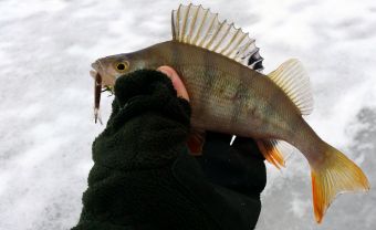 Окунек. Рыбалка 19 декабря 2015 г