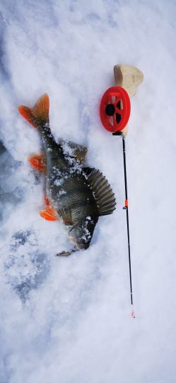 Рыбалка 26.12.2020